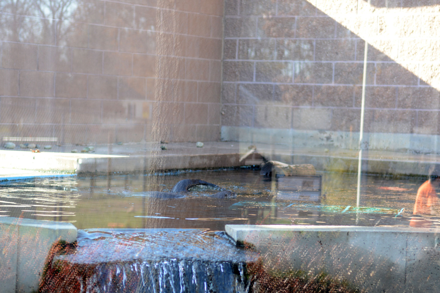 Scenes from Baraboo's Ochsner Park Zoo, Nov. 7, 2020